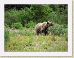 Alaska 073 * This grazing grizzly greeted us to the Yukon Territory during our drive to the put-in. We were fortunate to be able to view it from a safe distance from within our school bus. See movie also. * This grazing grizzly greeted us to the Yukon Territory during our drive to the put-in. We were fortunate to be able to view it from a safe distance from within our school bus. See movie also. * 2816 x 2112 * (2.83MB)